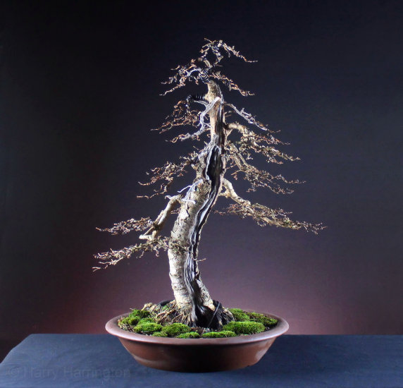 Larch Bonsai Carving and Styling 